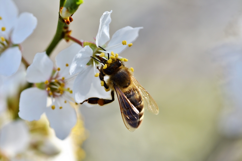 jardinerie-GUILLAUMES-min_bee-4092986